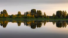 Scenic View of Trees near the Lake