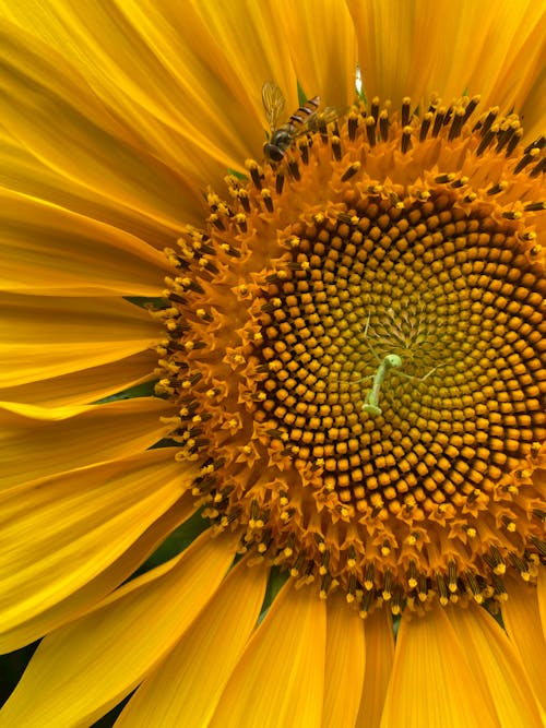 Macro Shot of a Sunflower in Bloom