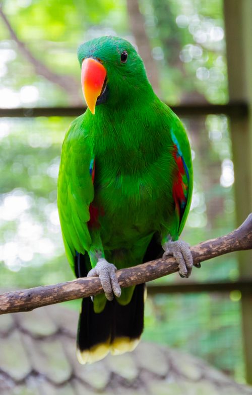 Free Close-up of a colorful green parrot on a branch, ideal for nature and bird photography themes. Stock Photo