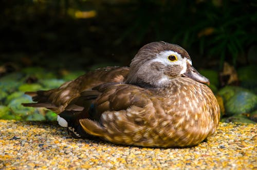 Close-Up Shot of a Wild Duck