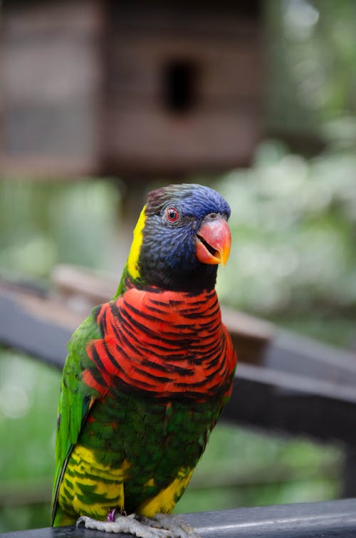 Close-Up Shot of a Parrot