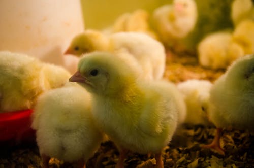 Close-up Photo of Chicks