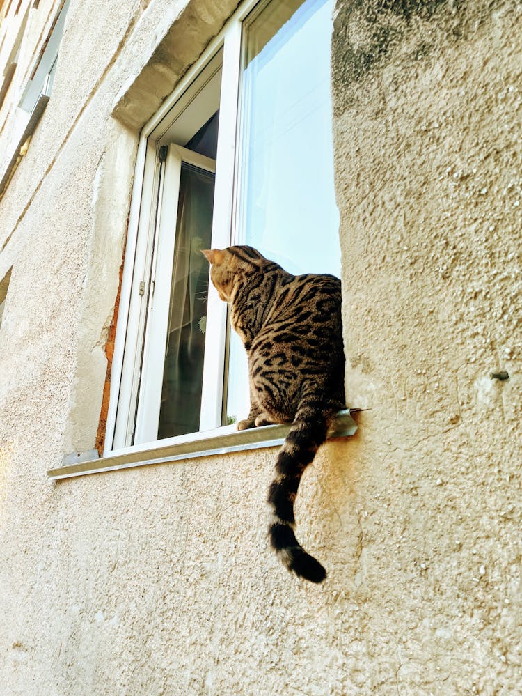 Spotted Cat Sitting On An Exterior Windowsill