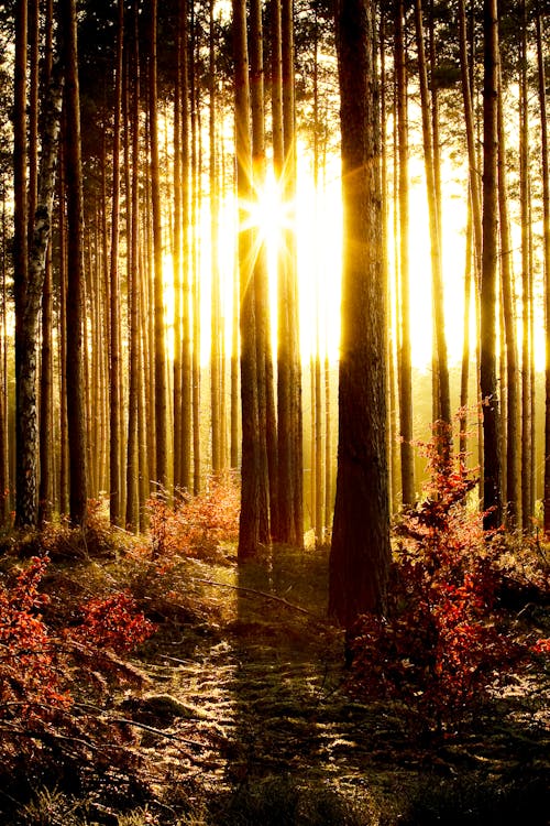 日落, 森林, 樹木 的 免費圖庫相片