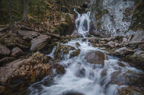 Foto d'estoc gratuïta de bosc, boscos, cascades