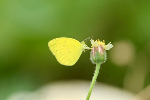 Free Close-Up Shot of a Yellow Butterfly on a Flower Stock Photo