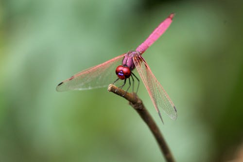 Free Close-Up Shot of a Dragonfly Perched on a Twig Stock Photo