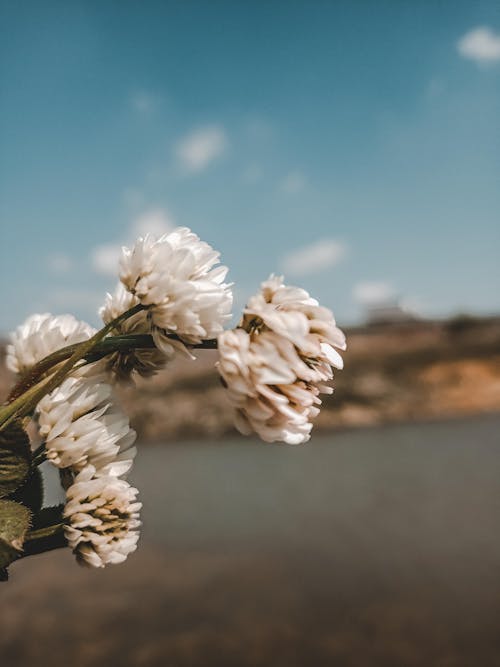 Close-Up Shot of White Flowers in Bloom