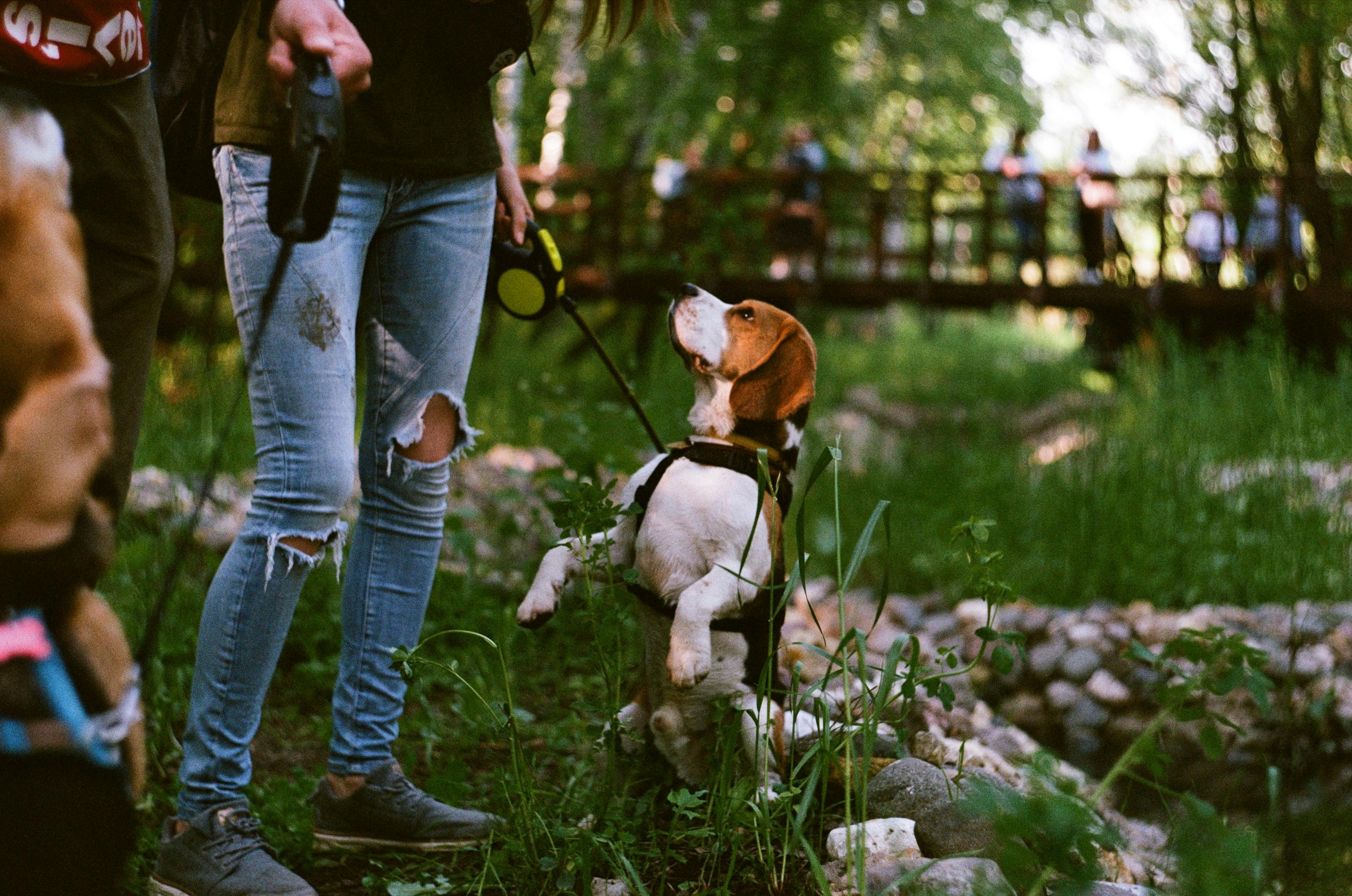 A Beagle on a Leash