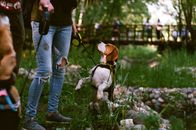A Beagle on a Leash