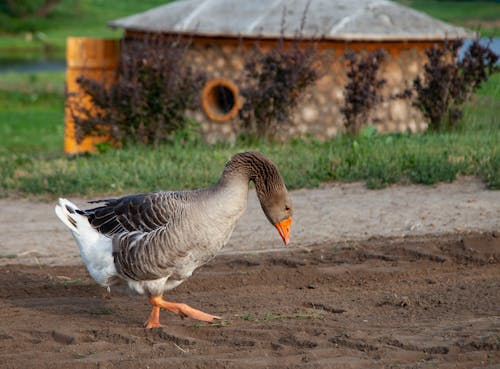 A Goose Walking on the Ground