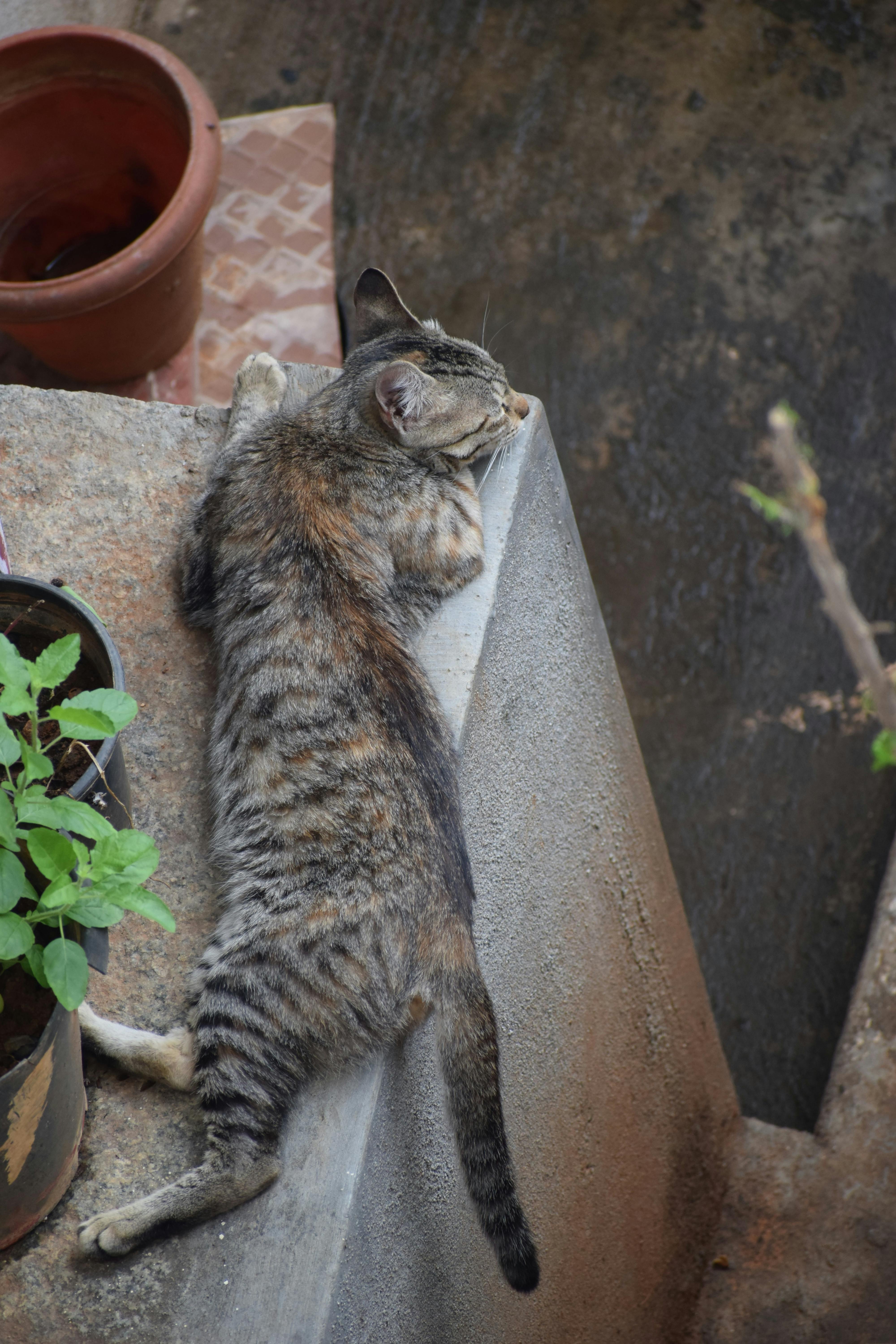 Cat Laying between Flower Pots · Free Stock Photo