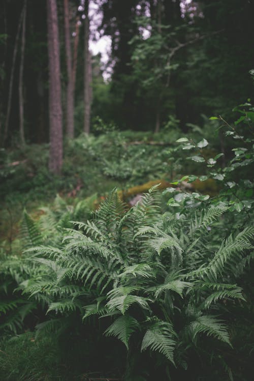 Free Green Fern Plant in the Wood Stock Photo