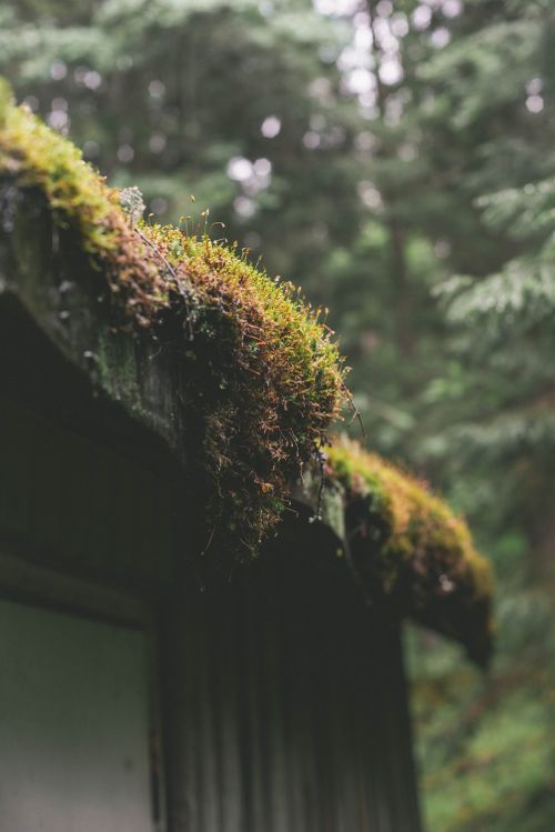 Free A close-up of a moss-covered roof in the lush forests of Karelia, Russia. Stock Photo