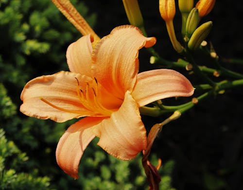 Close up of a Bright Orange Lilly