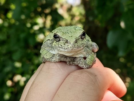 Close Up Shot of a Green Frog