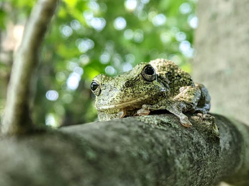 Gratis Foto stok gratis amfibi, batang pohon, binatang Foto Stok
