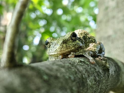 Free Detailed view of a gray tree frog resting on a branch, surrounded by a lush green background. Stock Photo