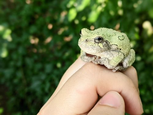 Free A close-up shot of a green-gray tree frog perched on a human hand, outdoors. Stock Photo