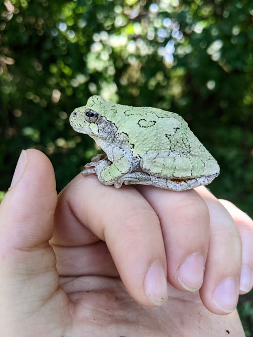 Free stock photo of amphibian, cope grey frog, cute