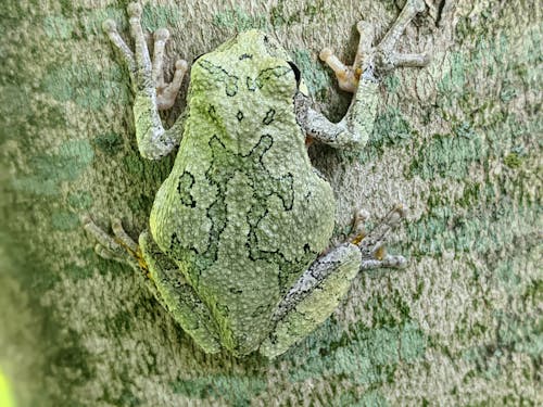 Close-Up Shot of a Frog on a Tree