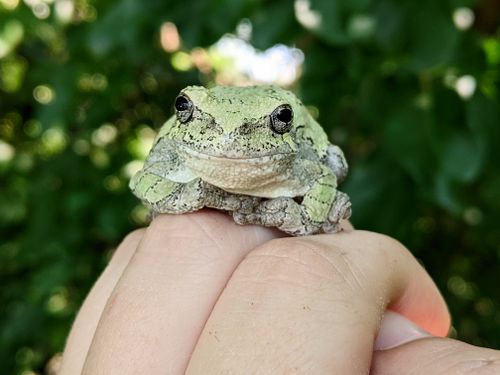 Free Detailed macro of a gray tree frog on a hand. Vibrant outdoor background. Stock Photo