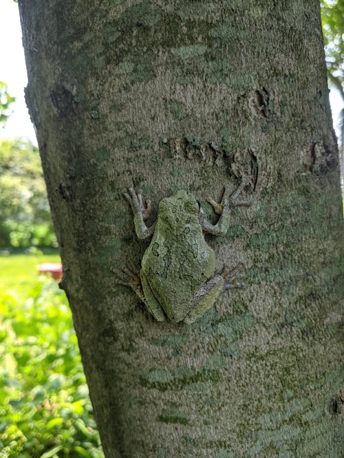 Free stock photo of amphibian, frog, green frog