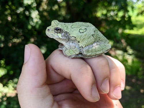 Free stock photo of amphibian, fingers, frog