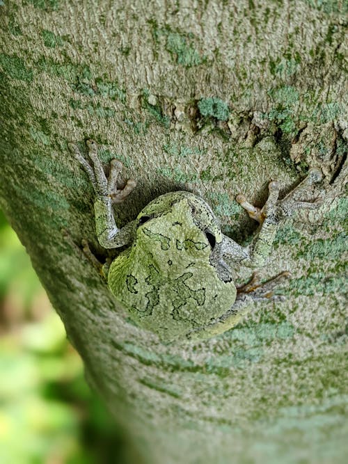 Green Frog on the Tree Branch