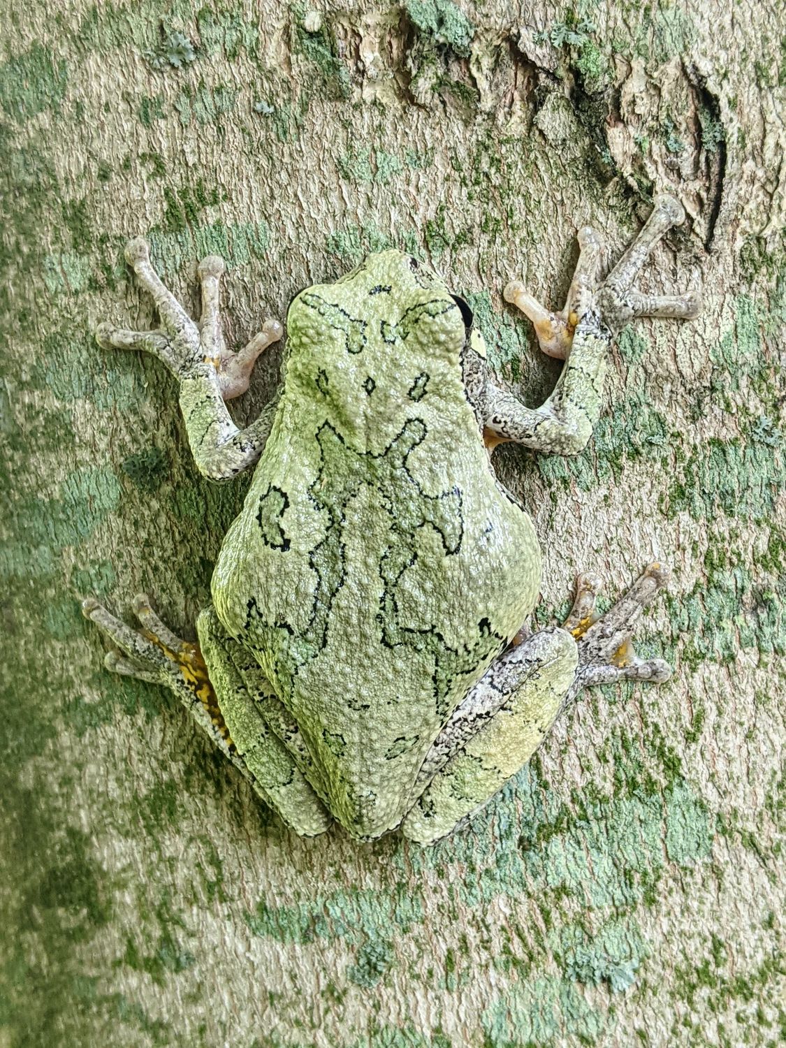 Close-Up Shot of a Frog on a Tree · Free Stock Photo