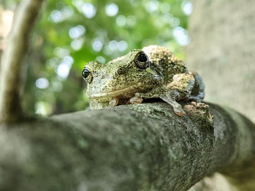 Free Close-up of a gray tree frog perched on a tree branch in a natural setting. Stock Photo