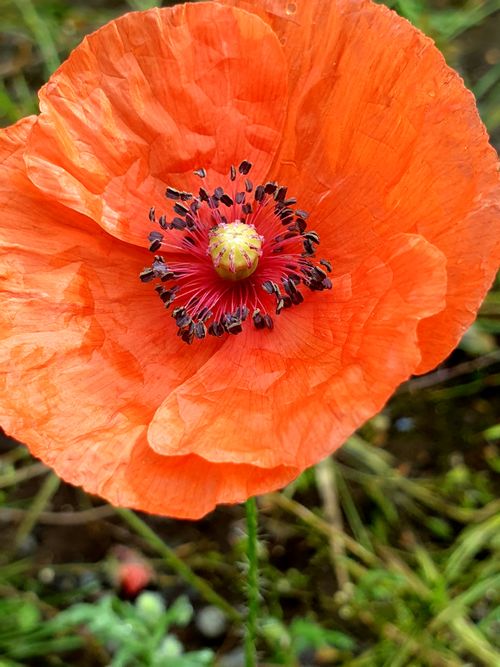 Free Close-up of a vibrant orange poppy flower in full bloom, showcasing delicate petals and intricate details. Stock Photo