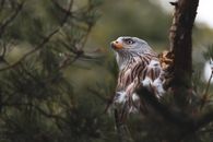 Close Up Shot of a Bird