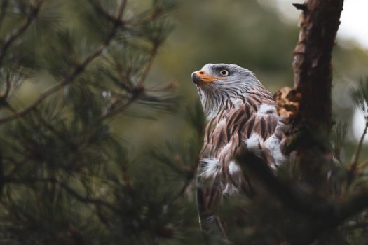Close Up Shot of a Bird
