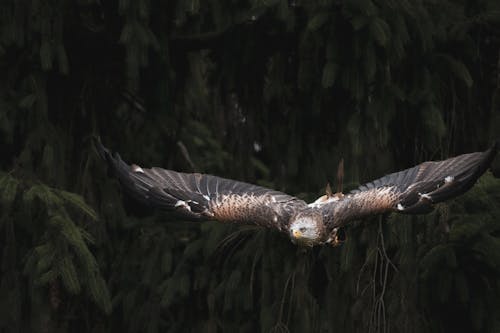 Close Up Shot of an Eagle Flying
