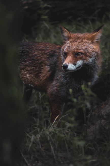 A striking red fox peering through foliage, captured in its natural forest habitat. Ideal for wildlife lovers.
