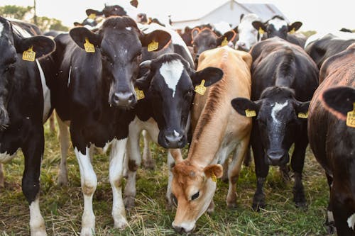 奶牛, 牛科, 牧場 的 免費圖庫相片