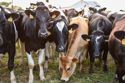 Close-Up Shot of Cows on a Grassy Field