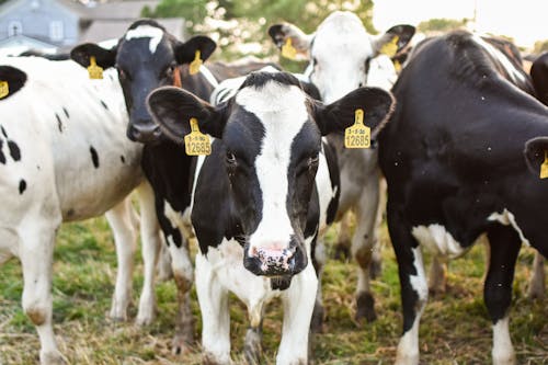 Herd of Cows on a Pasture 