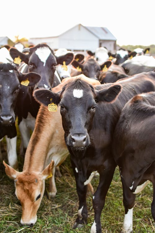 Close-Up Shot of Cows on a Grassy Field