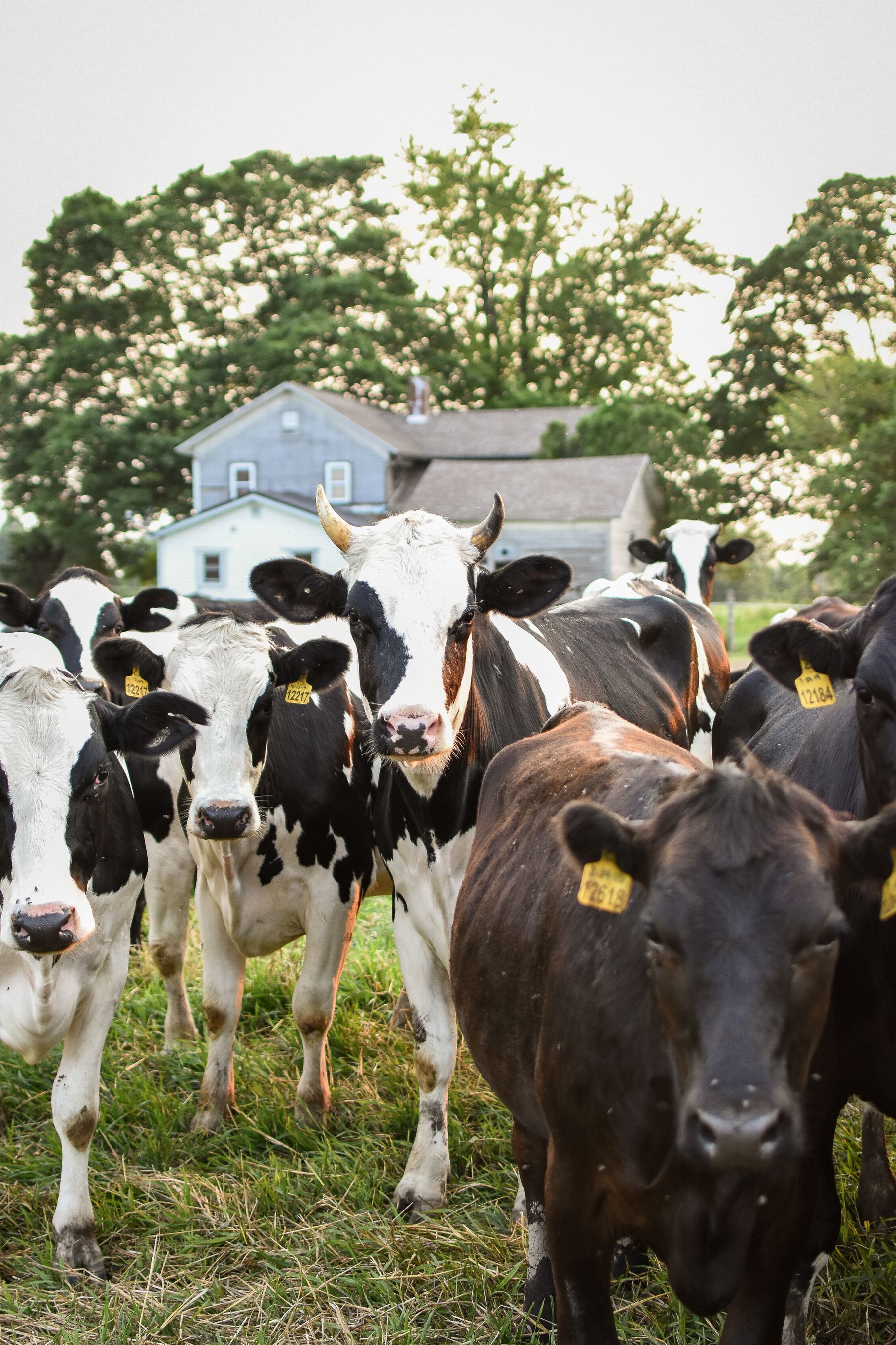 Vacas em pastagem verde, imagem ilustrativa