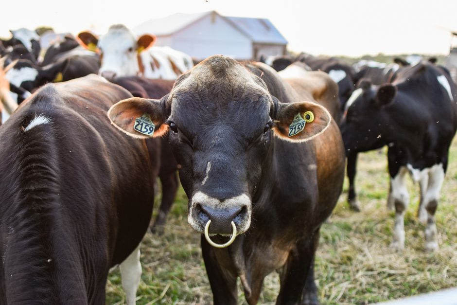 Beginner Basics for Cow Care: The Best Way to Start Raising Healthy Cattle Beginner Basics for Cow Care: The Best Way to Start Raising Healthy Cattle