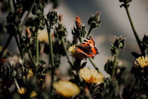 Základová fotografie zdarma na téma bezobratlí, detail, flóra