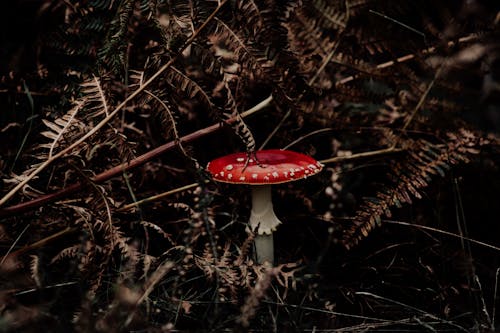 Free Red and White Mushroom Surrounded with Plants Stock Photo