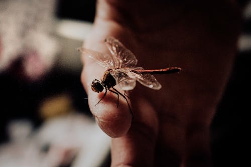 Close-Up Shot of a Dragonfly on a Person's Hand