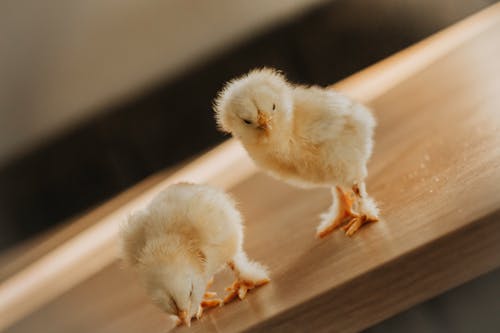 Free stock photo of baby chicks, chick, chickens