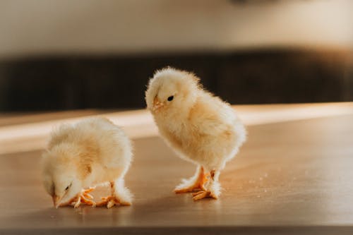 Close-Up Shot of Chicks on a Wooden Surface