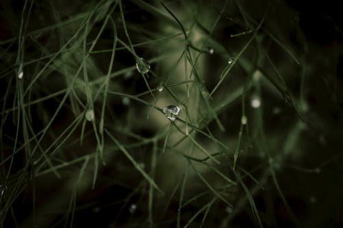 Free Close-Up Shot of Dewdrops on the Leaves Stock Photo