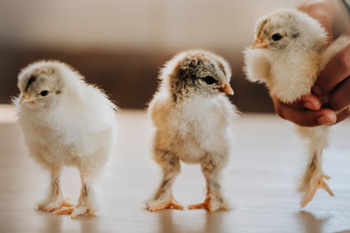 Close-Up Shot of a Person Holding a Chick