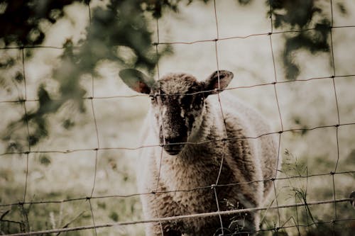 A Sheep Behind a Metal Fence
